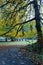 winding path through park with tall autumn trees