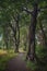 Winding path for walks or jogging among beautiful larger trees