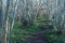 Winding pathway surrounded with blossom flowers