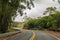 A winding paved road leading deeper into the rainforest on Kauai