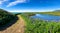 Winding road among green with flowers of shores of picturesque lake. Iceland.