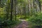 Winding road in green forest with stubby trees