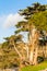 Winding road through green hills and native forest with cypress trees. Montana de Oro, Los Osos, CA