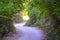 Winding road in Palud Ornithological reserve, Istria, Croatia