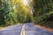 Winding road in quiet autumn yellowing forest