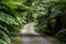 Winding road walking path surrounded by lush green ferns, tropical shrub filled garden, overhanging trees