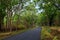 Winding roads in a forest