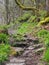 Winding rocky forest pathway leading up a steep hill with overhanging mossy trees in dense woodland