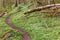 Winding trail in a flowering forest at spring