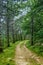 Winding trail in the forest