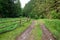 Winding, Tree Lined Country Road