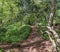 Winding tree lined Dirt path through a Forest in England UK on a sunny spring day