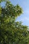 Winding trough Green-Glaucous Bamboo  Phyllostachys viridiglaucescens