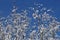 Winding willow twigs covered with white snow on the blue sky