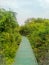 Winding wooden footpath  through a magical, mangrove  forest