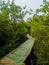 Winding wooden footpath  through a magical, mangrove  forest