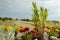 Windmill on background with road and wild flowers