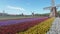 Windmill and colorful tulips field on a farm , 4K