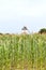 Windmill in cornfield, France