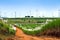 Windmill Farm and Sugar Cane Fields