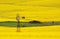 Windmill in a field of Canola