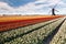 Windmill on field of tulips