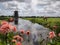 Windmill and flower landscape in Holland