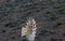 Windmill head with wind blades isolated