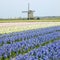 Windmill with hyacinth field