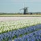 windmill with hyacinth field near Sint-Maartens-vlotbrug, Nether