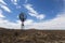 Windmill in the Karoo