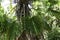 Windmill palm Trachycarpus fortunei  3