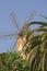 Windmill and palm trees