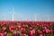 Windmill park turbines, red tulip flower field in the Netherlands, wind mill with flowers green energy