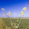 Windmill and plant