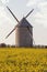 Windmill and rapeseed