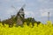 Windmill Seelenfeld (Petershagen, Germany) with colza field