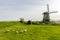 Windmill with sheep on the hillside in the Netherlands