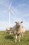 Windmill and sheep in the Netherlands