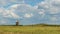 Windmill standing lonely on field with forest and cloudscape on background. Rural green landscape with mills and cloudy