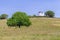 Windmill and Tree in the field in Vale Seco, Santiago do Cacem
