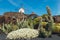 Windmill in tropical cactus garden in Guatiza village, popular attraction in Lanzarote