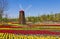 Windmill with tulip field