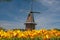 Windmill and Tulips