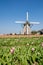 Windmill & tulips