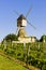 windmill and vineyard near Montsoreau, Pays-de-la-Loire, France
