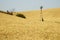 Windmill in a wheat field