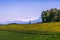 Windmill, Yellow Flower Field and Snowy Mountains on Sunny Spring Day.