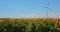 Windmills in agricultural field in countryside. Wind Power Turbines and sunflowers.