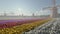 Windmills and a crop of tulips, time lapse night to day, 4K